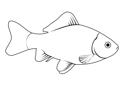 The Crucian Carp (Carassius Carassius) Coloring Page